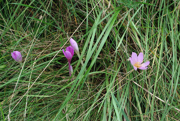 krokusy